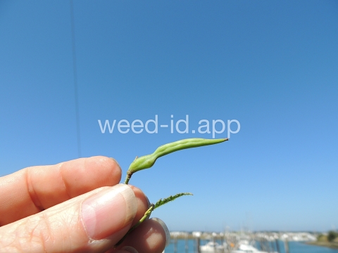 radish